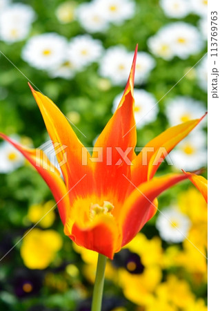 満開のチューリップ畑 113769763