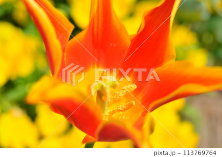 満開のチューリップ畑 113769764