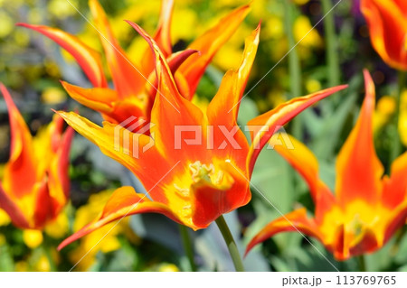 満開のチューリップ畑 113769765