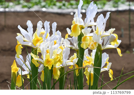 オランダアヤメ オランダアヤメ 113769799
