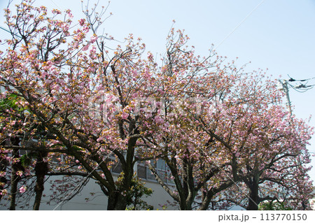 田園調布の桜並木 113770150