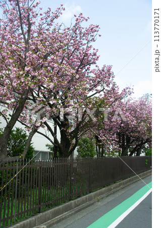 田園調布の桜並木 113770171