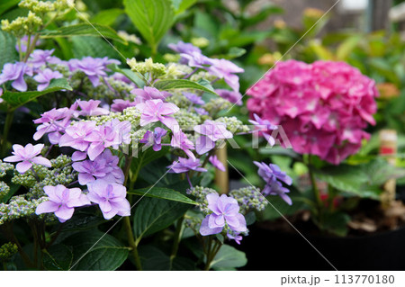 般若寺の紫陽花 113770180