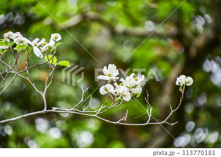 ヤマボウシの花 ヤマボウシの花 113770181