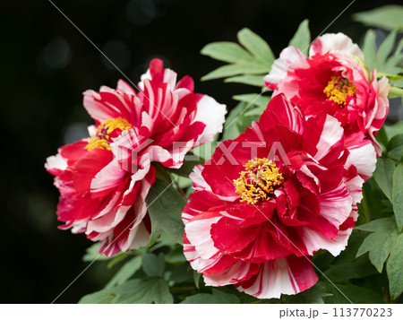 紅白の絞りの牡丹 113770223