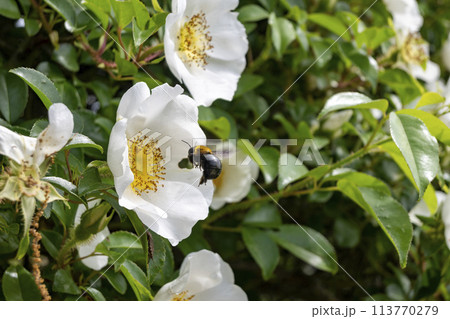 ナニワイバラとクマバチ 113770279