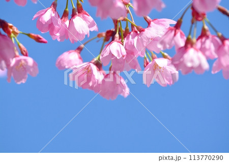 満開の桜と青空 満開の桜と青空 113770290
