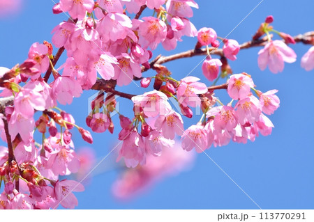 満開の桜と青空 満開の桜と青空 113770291