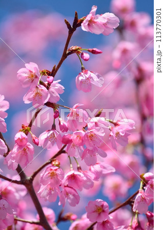 満開の桜と青空 満開の桜と青空 113770301