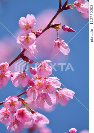 満開の桜と青空 113770302