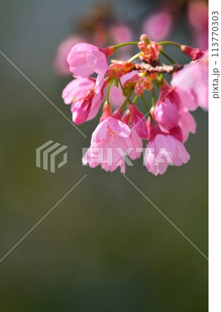 満開の桜 満開の桜 113770303