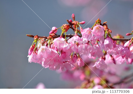 満開の桜 113770306
