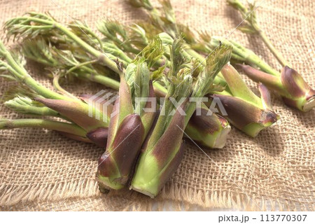 収穫したばかりの新鮮なタラの芽 収穫したばかりの新鮮なタラの芽 113770307