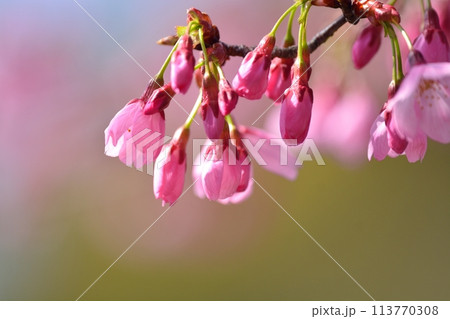 満開の桜 満開の桜 113770308