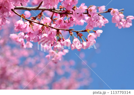 満開の桜と青空 113770314