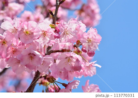 満開の桜と青空 満開の桜と青空 113770331