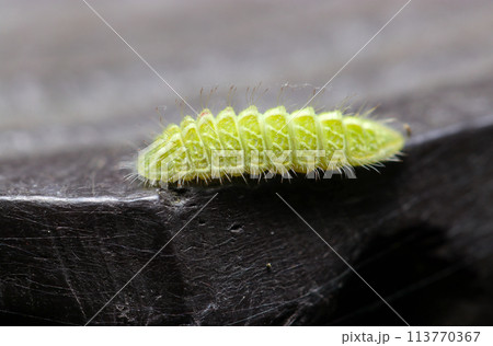 ミズイロオナガシジミ蝶の幼虫（自然光＋ストロボ、マクロ接写撮影） 113770367