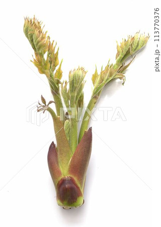 収穫したばかりの新鮮なタラの芽 113770376