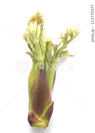 収穫したばかりの新鮮なタラの芽 収穫したばかりの新鮮なタラの芽 113770377