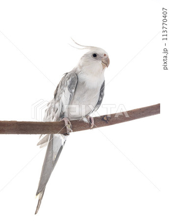 flying gray cockatiel flying gray cockatiel 113770407