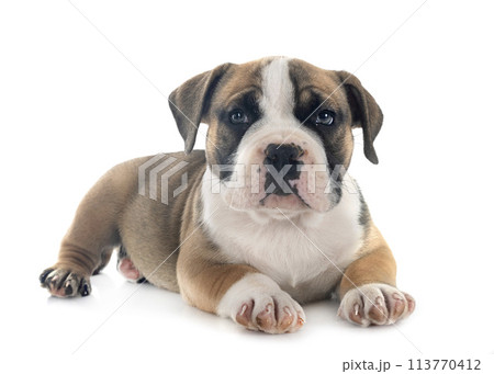 puppy american bully in studio 113770412