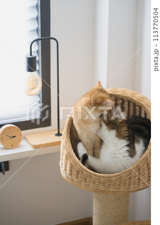 pet care concept with british and scottish cat relax and play together 113770504
