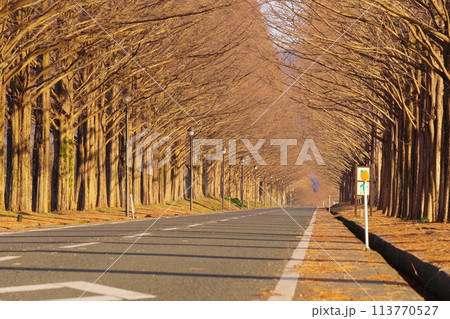 朝日を浴びる落葉したメタセコイア並木道 滋賀県高島市マキノ町 朝日を浴びる落葉したメタセコイア並木道 滋賀県高島市マキノ町 113770527
