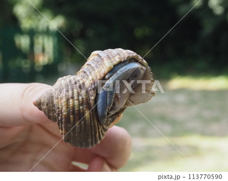 大きなヤドカリ 113770590