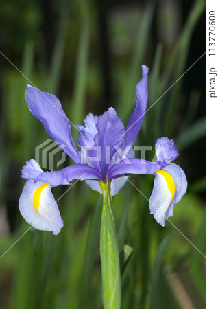 大きく広がる紫と白黄色の差し色が入った球根アイリス（自然光＋ストロボ、正面マクロ接写撮影） 113770600