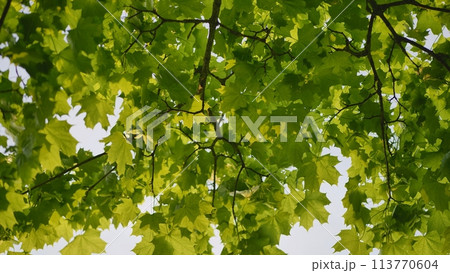 The green branches of a maple tree on a summer day. The green branches of a maple tree on a summer day. 113770604