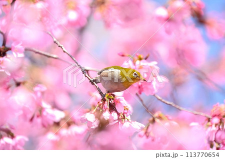 桜とメジロ 113770654