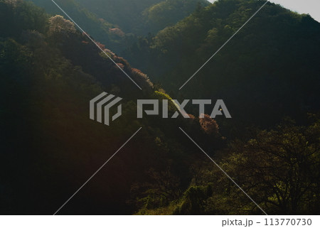 朝日に照らされる尾根の山桜 113770730