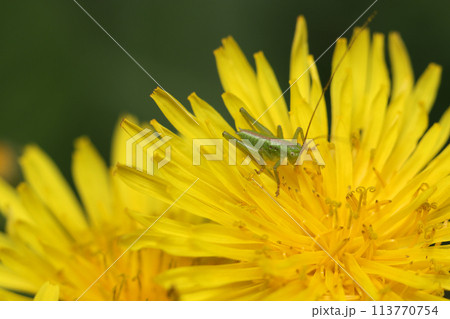 鮮やかな黄色いタンポポの花の上に鎮座するヤブキリの若齢幼虫(自然光+ストロボ、マクロ接写撮影) 鮮やかな黄色いタンポポの花の上に鎮座するヤブキリの若齢幼虫(自然光+ストロボ、マクロ接写撮影) 113770754