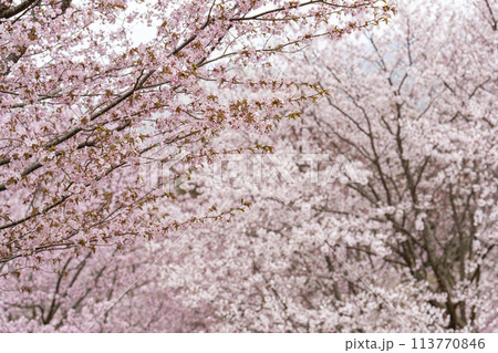 春の桜峠　満開のオオヤマザクラ　福島県北塩原村 113770846