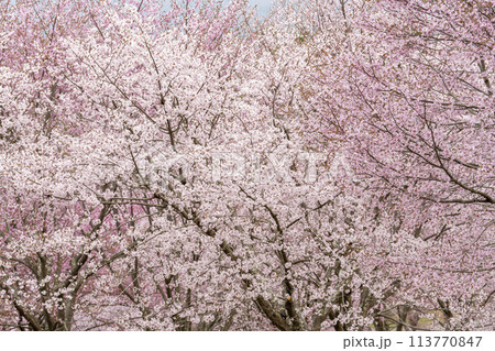 春の桜峠　満開のオオヤマザクラ　福島県北塩原村 113770847