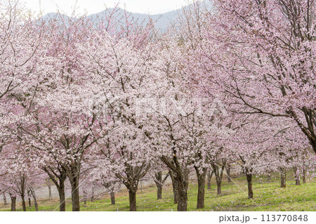 春の桜峠 満開のオオヤマザクラ 福島県北塩原村 春の桜峠 満開のオオヤマザクラ 福島県北塩原村 113770848