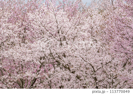 春の桜峠　満開のオオヤマザクラ　福島県北塩原村 113770849