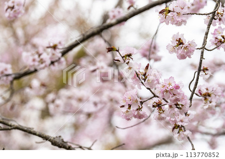 春の桜峠　満開のオオヤマザクラ　福島県北塩原村 113770852