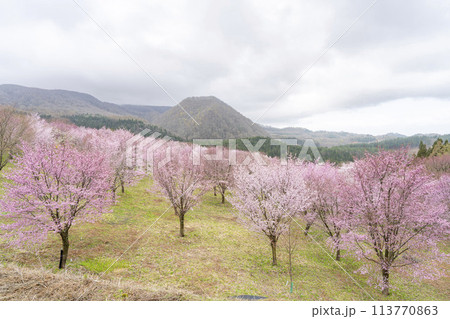 春の桜峠　満開のオオヤマザクラ　福島県北塩原村 113770863