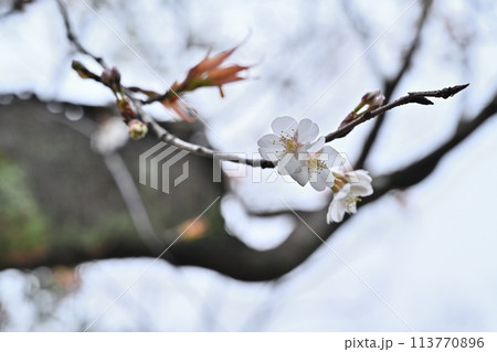 2024年の桜 2024年の桜 113770896