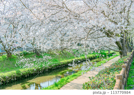 元荒川の桜並木 113770984