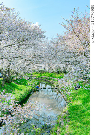 元荒川の桜並木 元荒川の桜並木 113770989