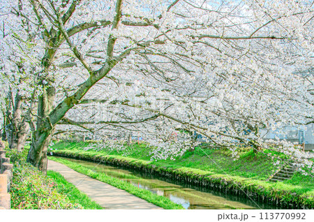元荒川の桜並木 元荒川の桜並木 113770992