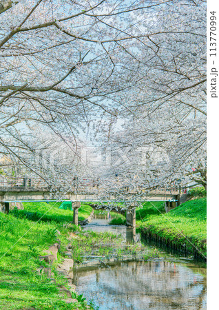 元荒川の桜並木 元荒川の桜並木 113770994