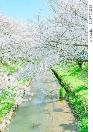 元荒川の桜並木 元荒川の桜並木 113771012