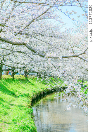 元荒川の桜並木 元荒川の桜並木 113771020