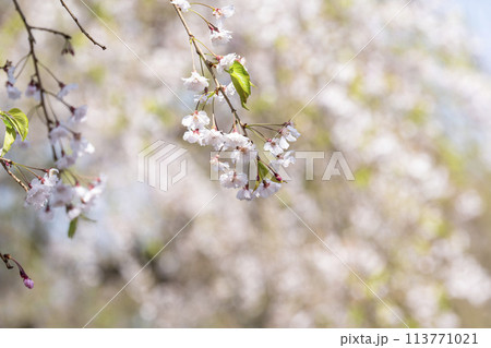 春の桜並木 日中線のしだれ桜 福島県喜多方市 春の桜並木 日中線のしだれ桜 福島県喜多方市 113771021