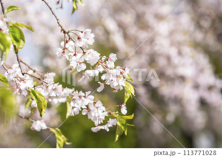 春の桜並木　日中線のしだれ桜　福島県喜多方市 113771028