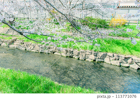 元荒川の桜並木 元荒川の桜並木 113771076