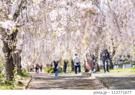 春の桜並木　日中線のしだれ桜　福島県喜多方市 113771077
